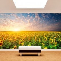 Photo wall murals sunflowers