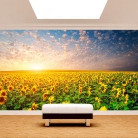 Photo wall murals sunflowers