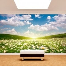 Photo wall murals flowers white daisies