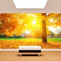 Photo wall murals trees in autumn