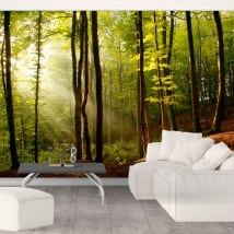 Wall mural trees forest sunset