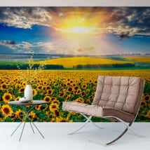 Wall mural sunset field of sunflowers