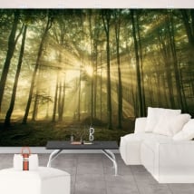 Vinyl wall murals sun rays and trees in autumn