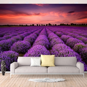 Wallpaper or mural landscape lavender fields at sunset